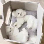 pliusinis-namelis-guolis-maziems-augintiniams-pilkas-35x35x35-cm