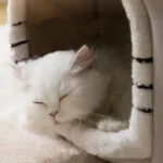 pliusinis-namelis-guolis-maziems-augintiniams-pilkas-35x35x35-cm