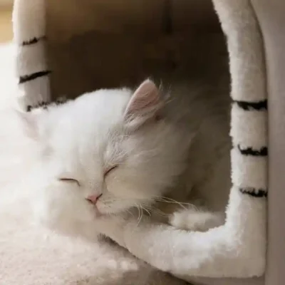 pliusinis-namelis-guolis-maziems-augintiniams-pilkas-35x35x35-cm